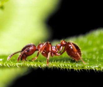 Red ant on leaf