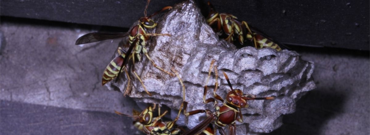 Wasps on Hive