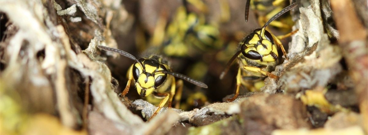 Yellow Wasps in Nest