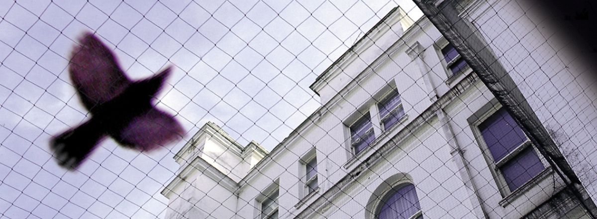 Commercial bird netting installed over a building courtyard to deter pest birds and protect the property.