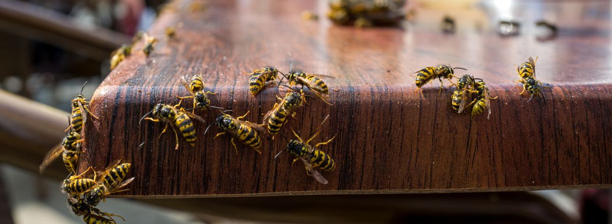 Swarm of wasps crawling on an outdoor restaurant table, highlighting the need for professional wasp nest removal.