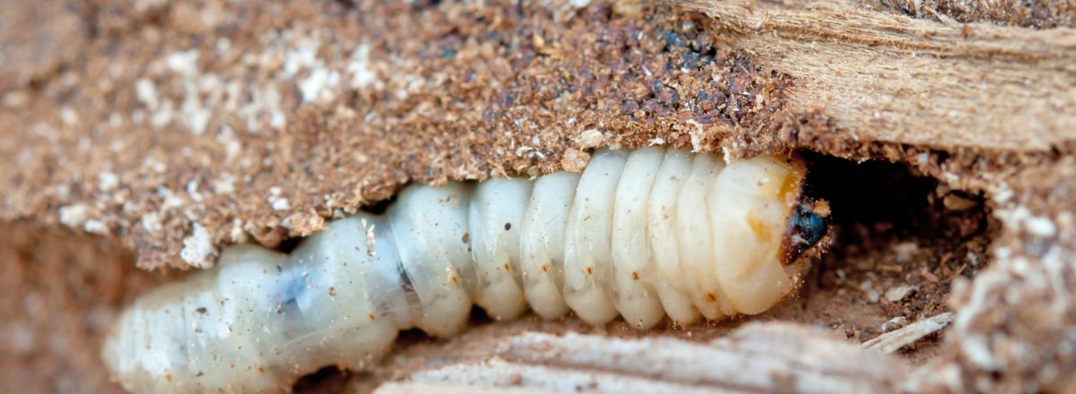 Wood borer larva tunneling through damaged wood, highlighting pest infestation and wood treatment needs.