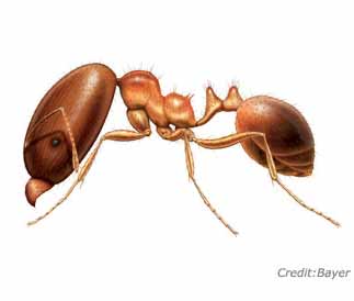 Coastal Brown Ant