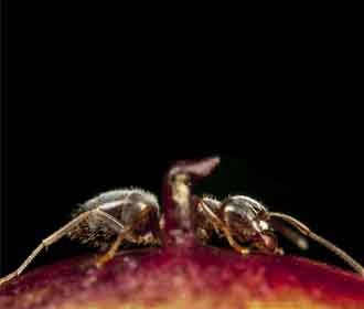  Pharoah's Ant