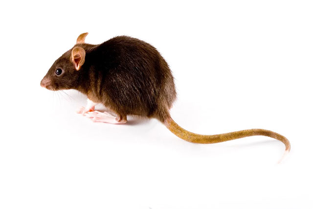 A small, dark brown or black rat shown in profile against a solid white background. The rat has a rounded body, large ears, and a long, scaly, pinkish tan tail that curves behind it. It is facing to the left with its front paws slightly raised.