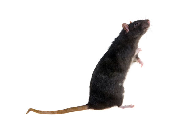 A dark brown or black rat standing on its hind legs against a white background, showing its long tail and light-colored paws.