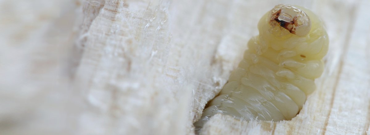 Extreme macro close-up of a pale, cream-colored wood borer beetle larva emerging from a channel carved into light-colored wood.
