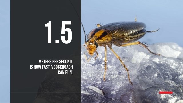 Understanding About Cockroach Infestation Rentokil Singapore