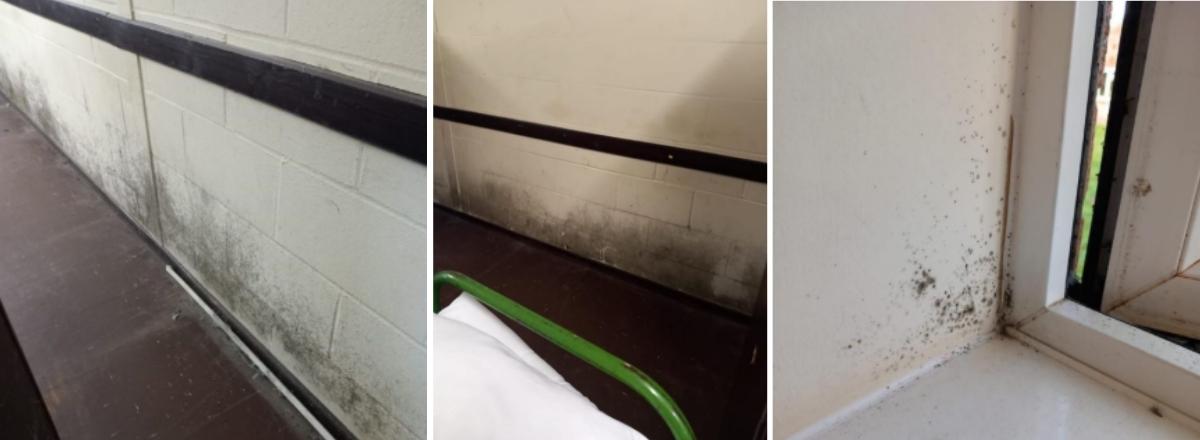 Mould Remediation