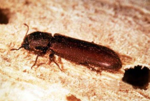 Adult Powderpost beetle on wood, known for causing severe damage to hardwoods and timber