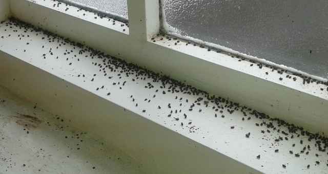 Ash Bark Beetle Hylesinus varius Window Death