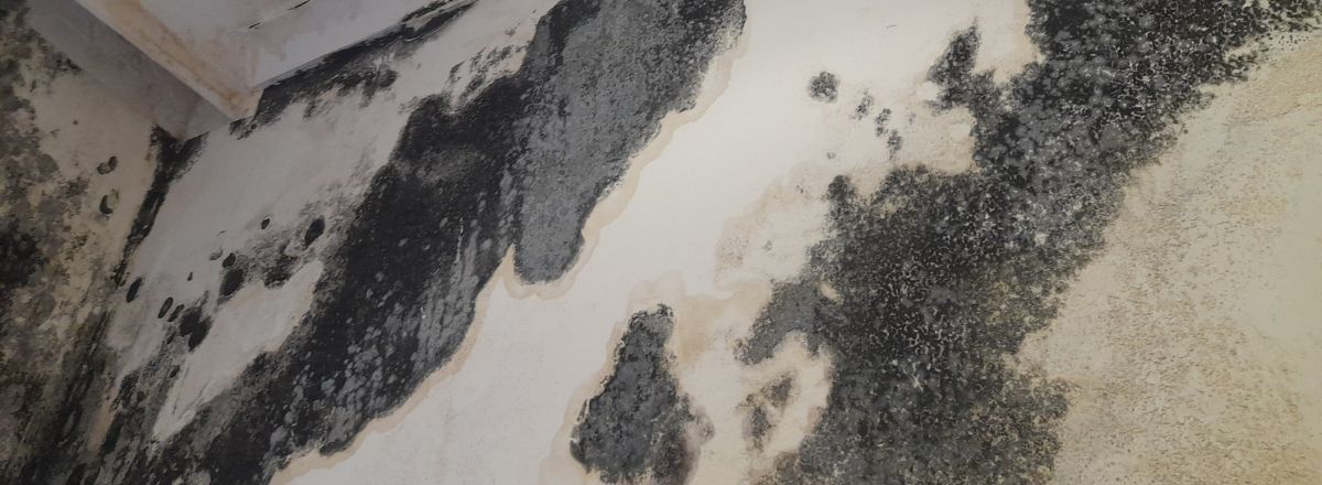 Black Mould on Damp Wall