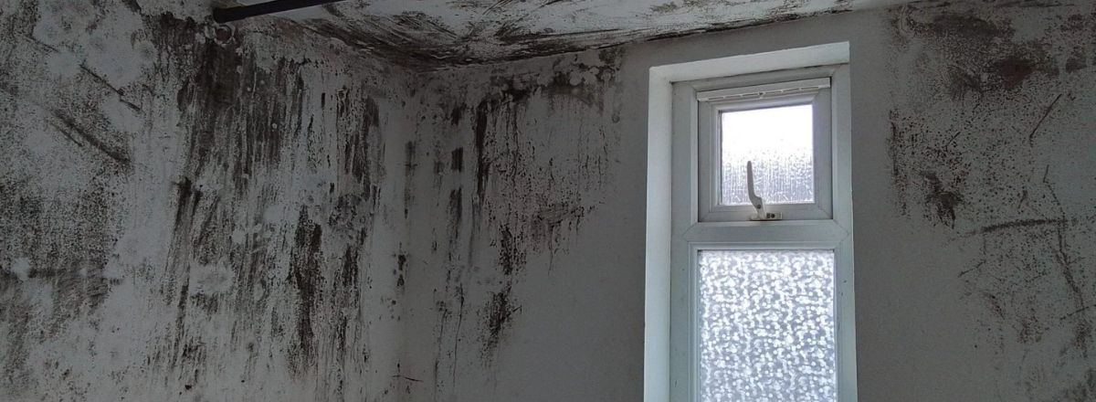 Black mould on white walls