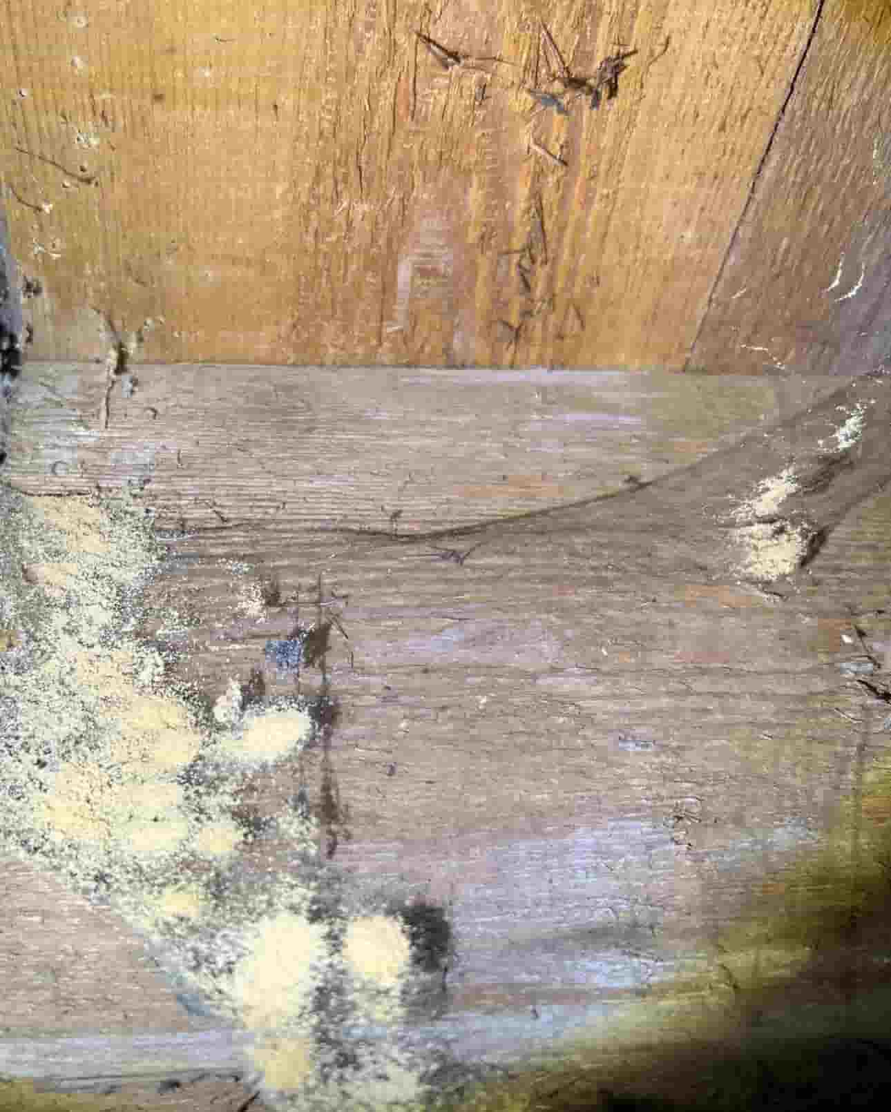Fine woodworm frass caught in spider cobwebs, a classic sign of active common furniture beetles