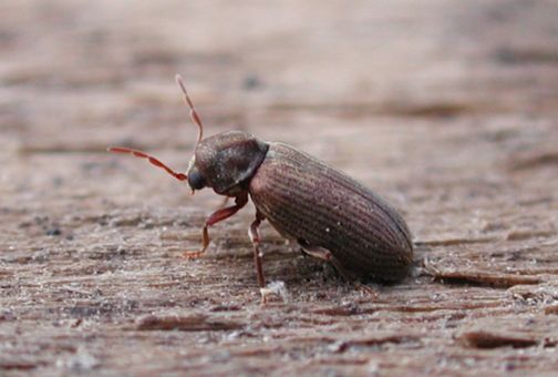 Common Furniture Beetle, the most frequent cause of woodworm in UK properties
