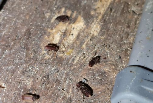 Several small, dark adult woodworm beetles scattered on a rough, dusty wooden surface marked with exit holes
