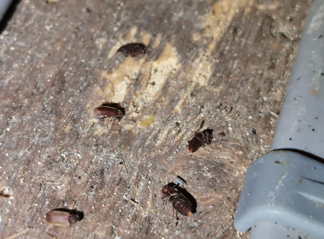 Common furniture beetle damage on residential structural timbers needing timber treatment