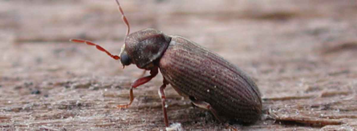 common furniture beetle