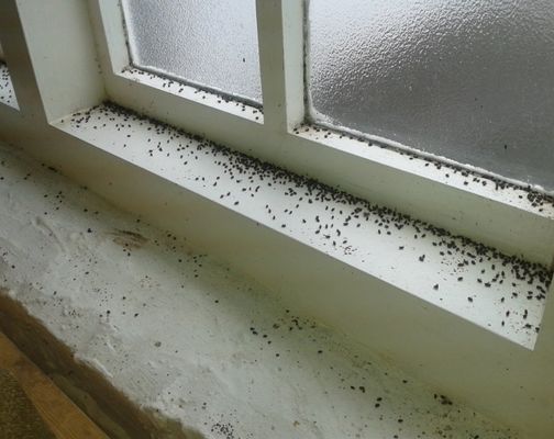 Dead adult woodworm beetles found near infested timber windowsills and floorboards