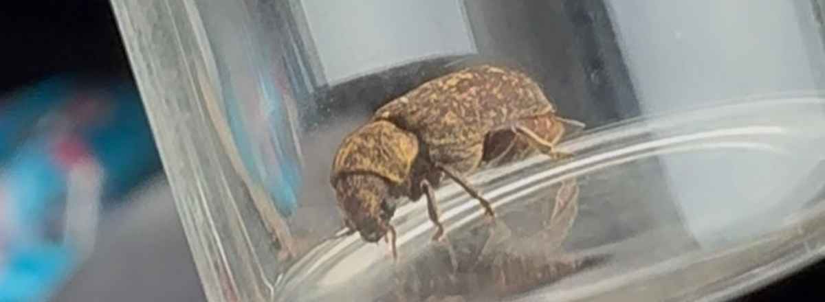 Deathwatch Beetle