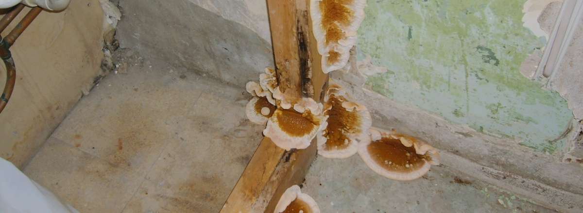 Large brown and white fungi, characteristic sign of dry rot, grow on rotting wooden beams in the corner of a damaged, mouldy room with peeling green paint on the wall.