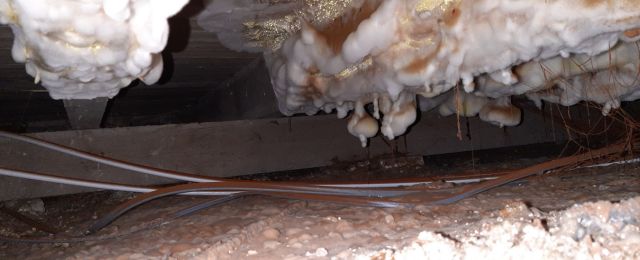 Dry Rot Mycelium