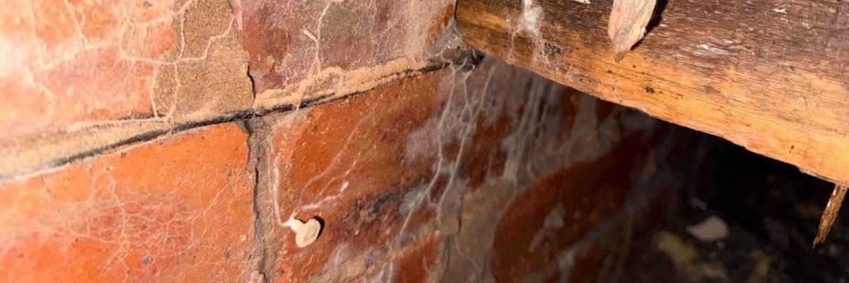 Dry rot on brick