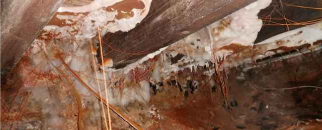 Dry Rot Outbreak