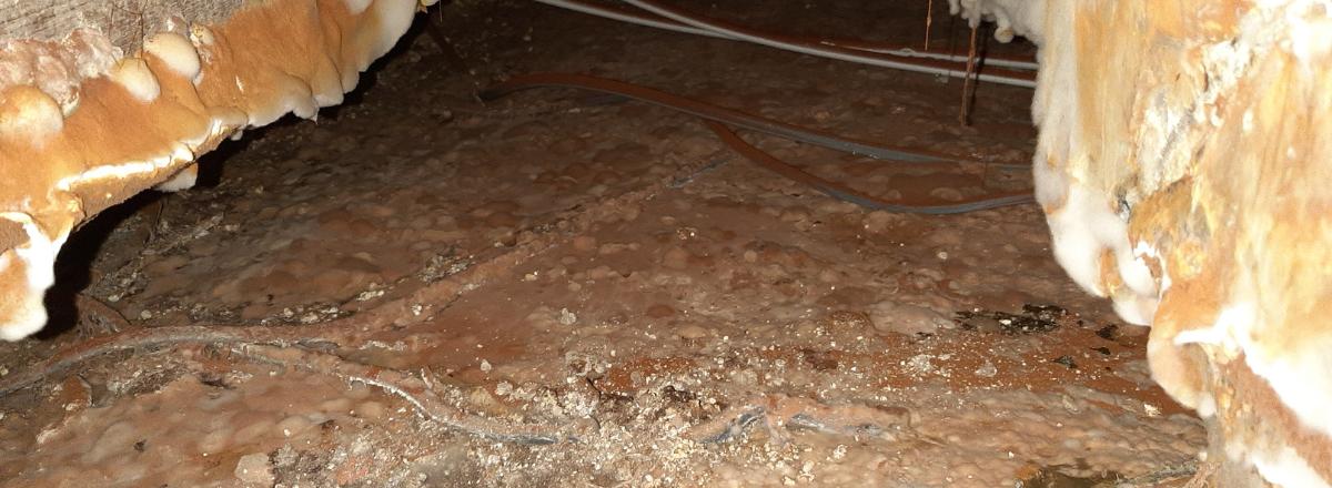 Dry Rot