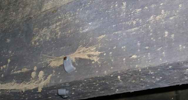 Dust and debris must be removed from affected areas before woodworm sprays can be carried out