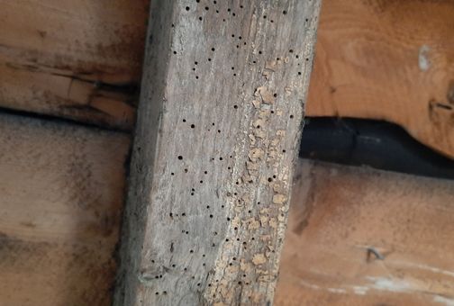 Exit Holes