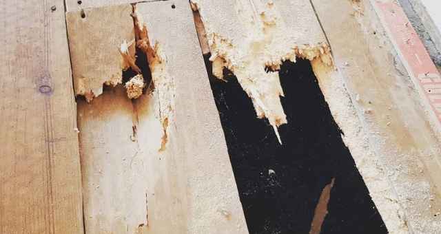 Floorboards can often give way because of hidden woodworm damage. 