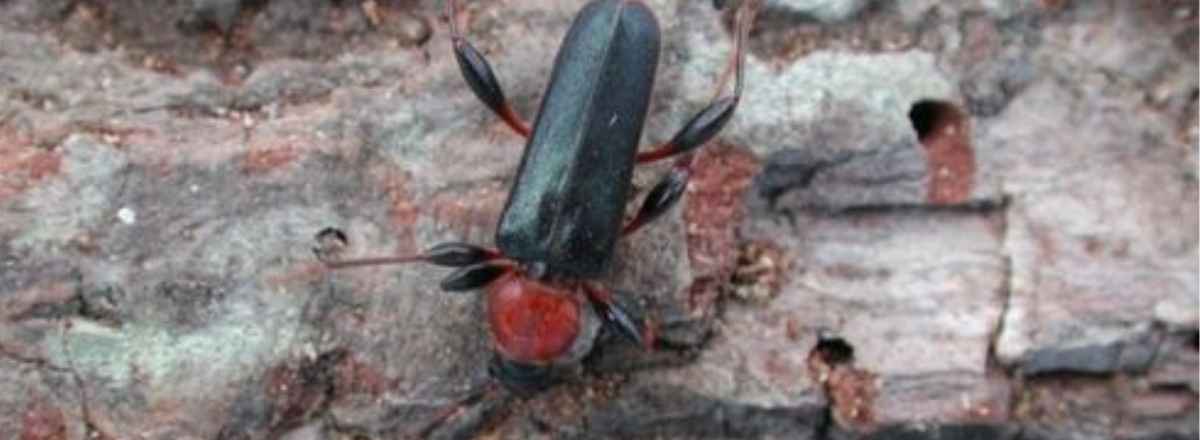 Forest Longhorn Beetle