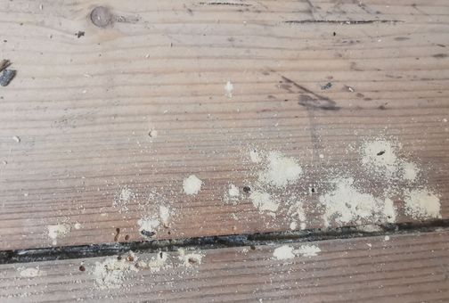 Light-colored frass scattered across old, weathered wooden floorboards, with visible dark cracks