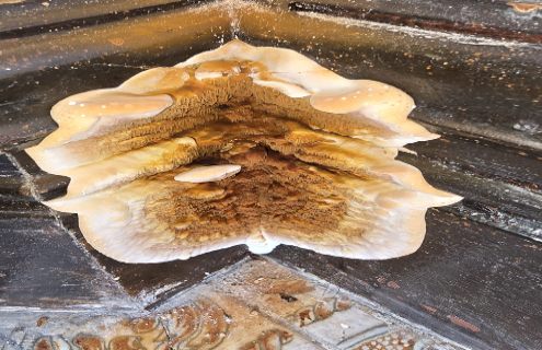 Fruiting body dry rot