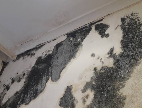 image of damp on a wall