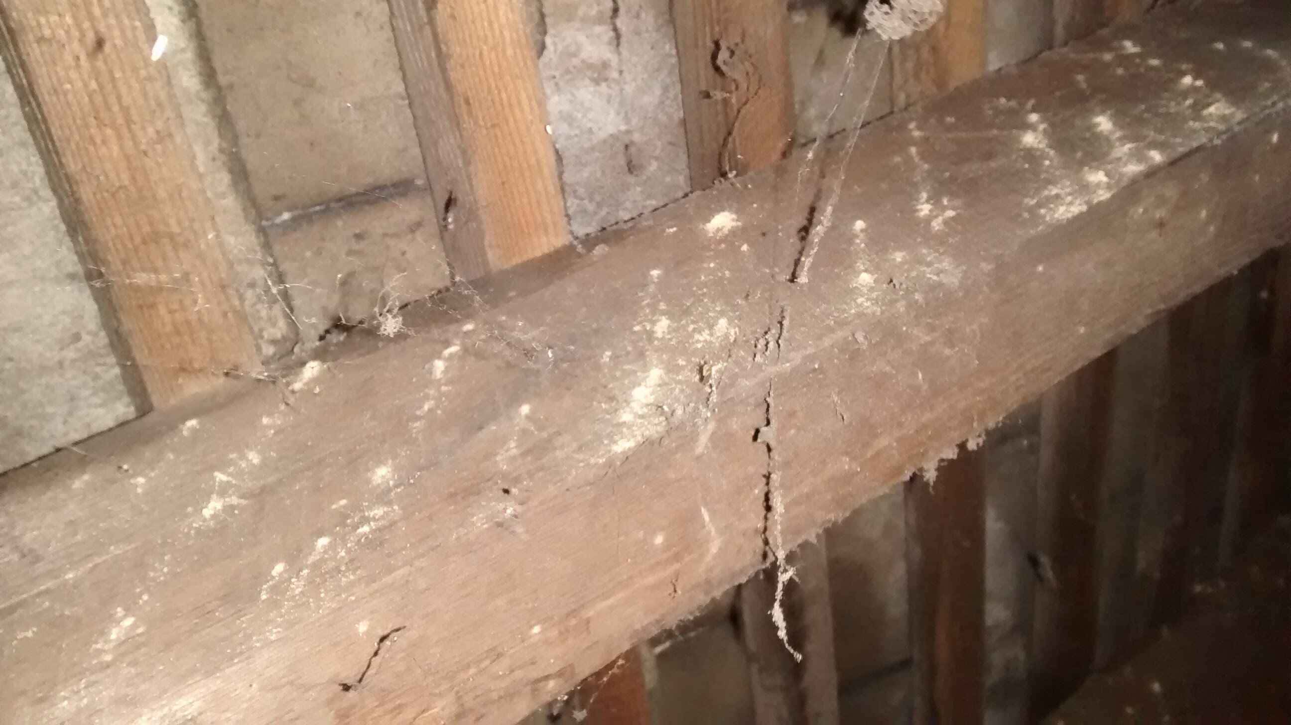Small emergence holes with frass nearby can indicate an active woodworm infestation 