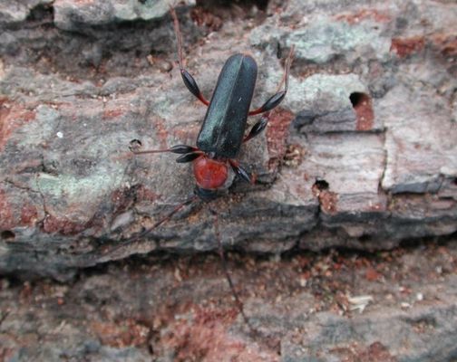 Forest Longhorn Beetle