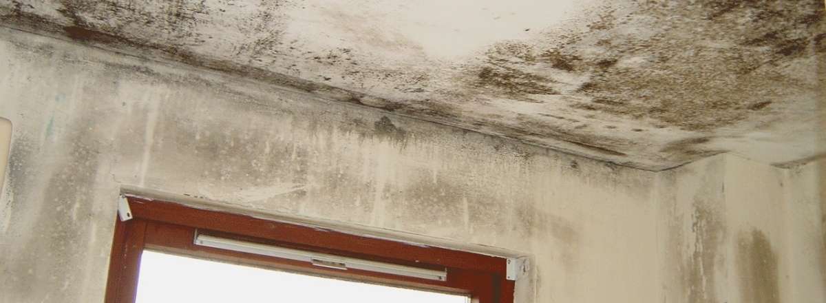 Ceiling and upper walls above a window covered with extensive black mould and mildew stains.