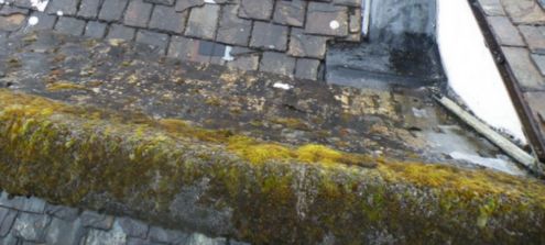 Vegetation, moss and algae growth