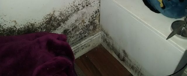 Black mould is growing along the bottom corner of a white wall and baseboard. A purple blanket is draped nearby, with part of a white piece of furniture holding objects visible. The wood floor adds contrast to the scene.