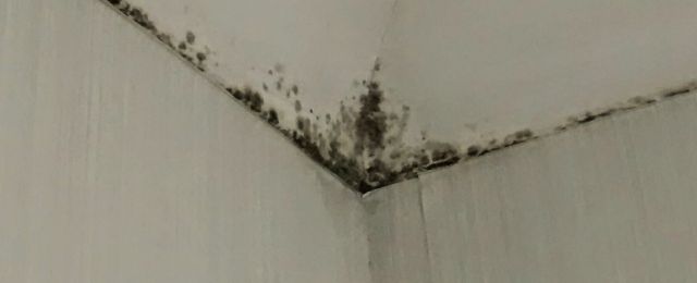 Close up of extensive mould growth on ceiling corner