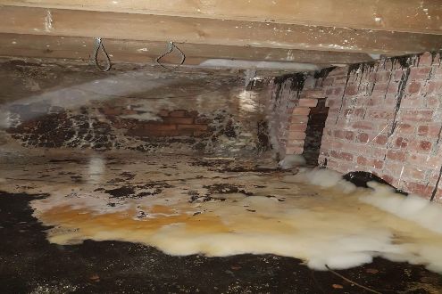 Mycelium dry rot