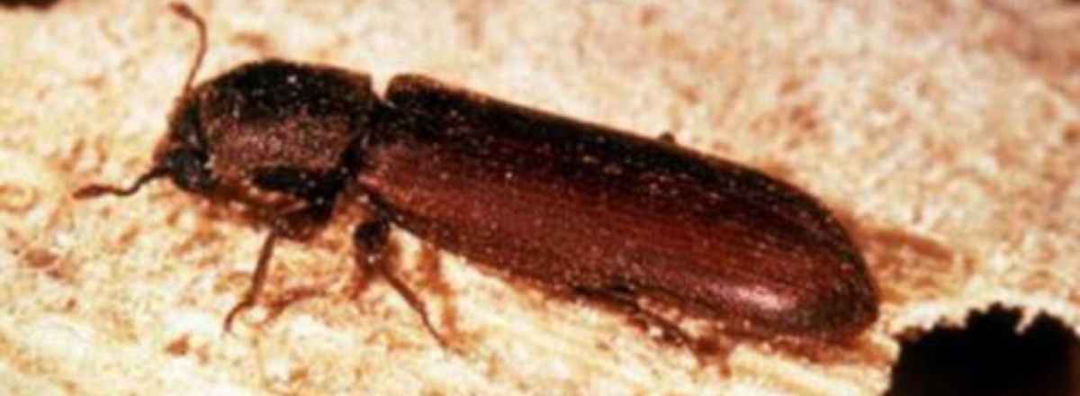 Powderpost Beetle