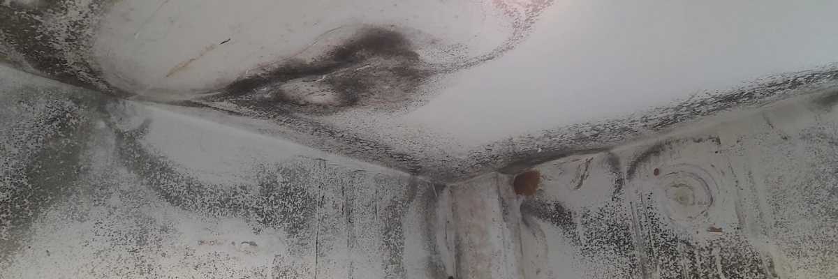 Image showing black mould on the ceiling.