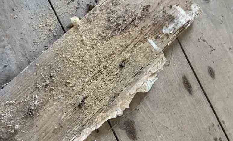 Woodboring Weevil 