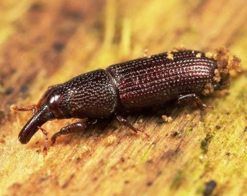 Woodboring weevils