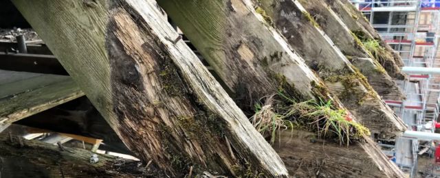 timber roof beams wet rot growth