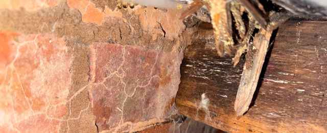 Wet Rot Outbreak