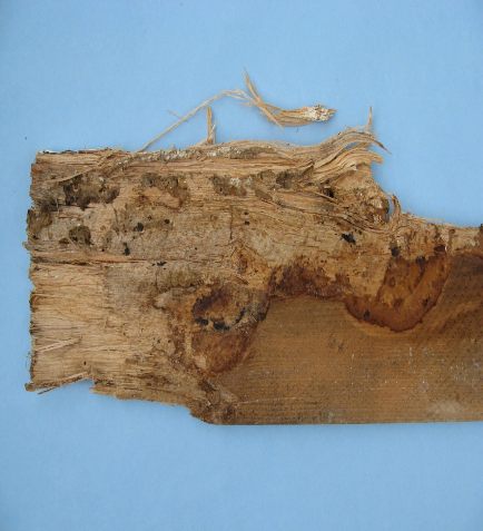 Phellinus contiguus , rot decaying wood